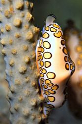 Flamingo Tongue Snail in Profile - Interesting angle and ... by Laszlo Ilyes 